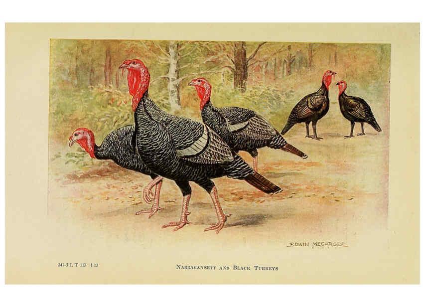 Reproducción/Reproduction 6220293943: The book of poultry New York,The Macmillan Company,1921