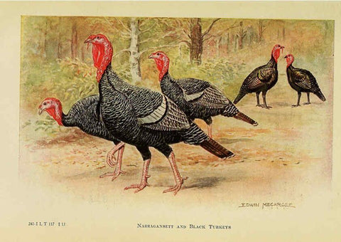 Reproducción/Reproduction 6220293943: The book of poultry New York,The Macmillan Company,1921
