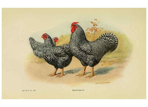 Reproducción/Reproduction 6220282559: The book of poultry New York,The Macmillan Company,1921