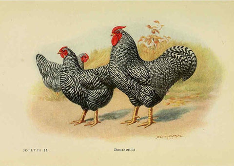 Reproducción/Reproduction 6220282559: The book of poultry New York,The Macmillan Company,1921