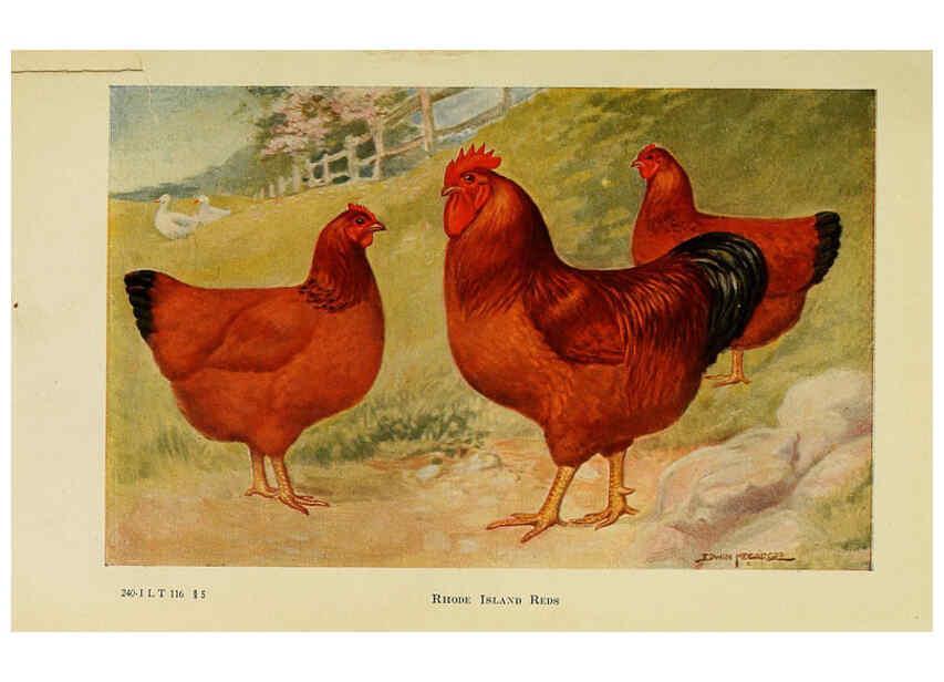 Reproducción/Reproduction 6220282357: The book of poultry New York,The Macmillan Company,1921