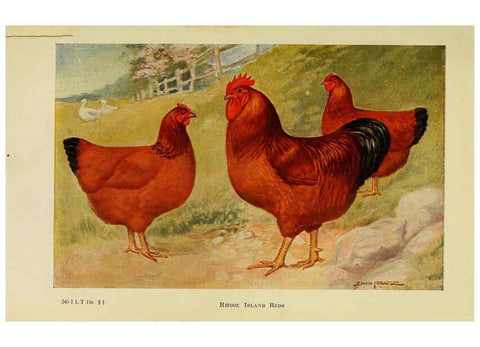 Reproducción/Reproduction 6220282357: The book of poultry New York,The Macmillan Company,1921