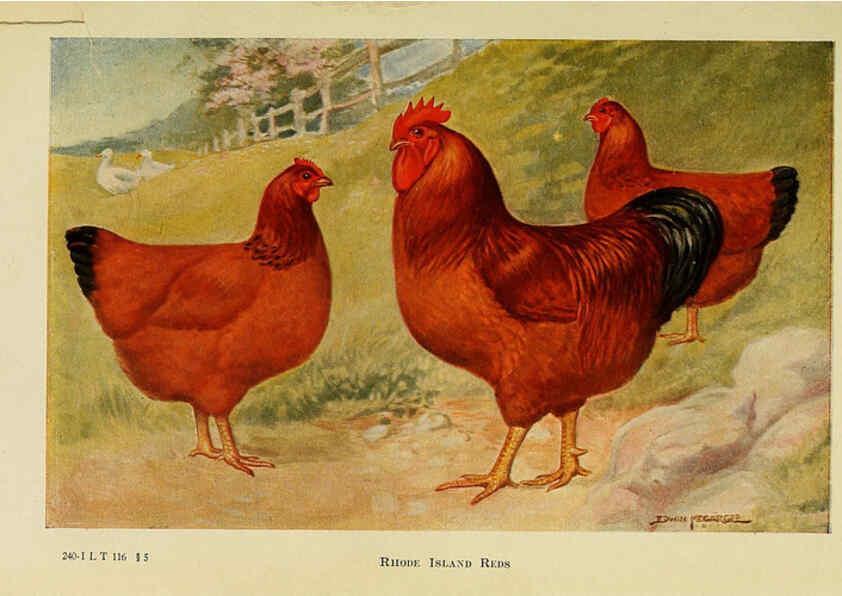 Reproducción/Reproduction 6220282357: The book of poultry New York,The Macmillan Company,1921