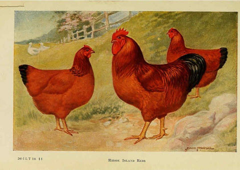 Reproducción/Reproduction 6220282357: The book of poultry New York,The Macmillan Company,1921