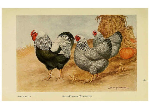 Reproducción/Reproduction 6220282075: The book of poultry New York,The Macmillan Company,1921