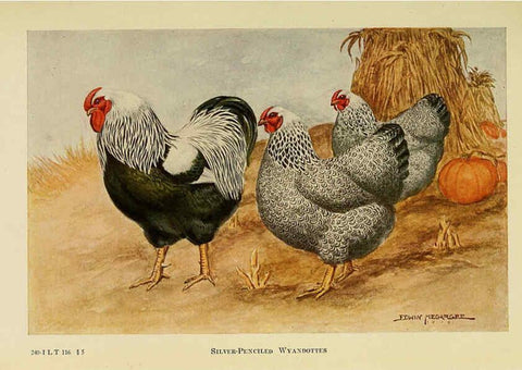 Reproducción/Reproduction 6220282075: The book of poultry New York,The Macmillan Company,1921