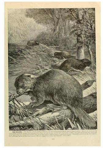 Reproducción/Reproduction 6220689228: Brehm's Life of animals : Volume 1, Mammalia Chicago :Marquis,1895