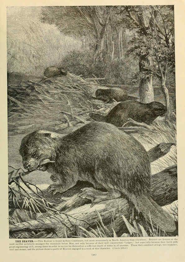 Reproducción/Reproduction 6220689228: Brehm's Life of animals : Volume 1, Mammalia Chicago :Marquis,1895