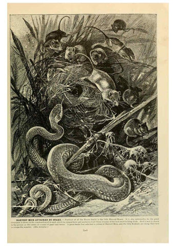 Reproducción/Reproduction 6220689476: Brehm's Life of animals : Volume 1, Mammalia Chicago :Marquis,1895