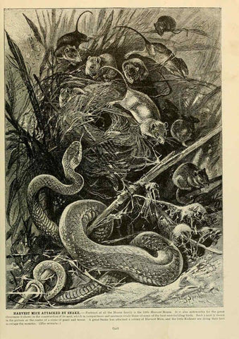 Reproducción/Reproduction 6220689476: Brehm's Life of animals : Volume 1, Mammalia Chicago :Marquis,1895