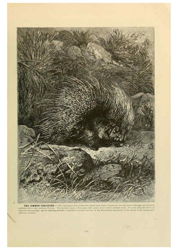 Reproducción/Reproduction 6220689736: Brehm's Life of animals : Volume 1, Mammalia Chicago :Marquis,1895