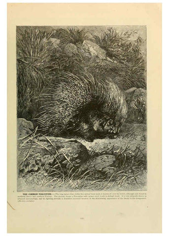 Reproducción/Reproduction 6220689736: Brehm's Life of animals : Volume 1, Mammalia Chicago :Marquis,1895