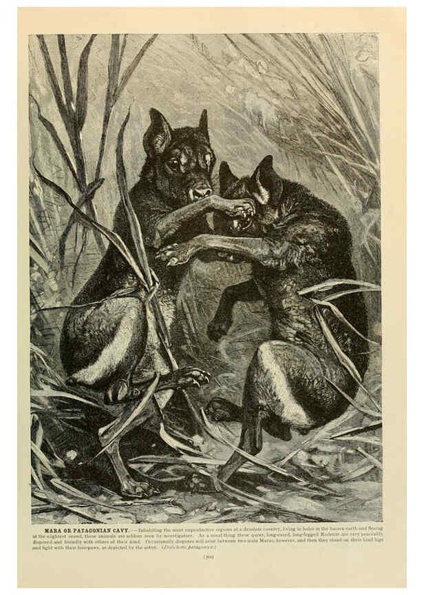 Reproducción/Reproduction 6220690154: Brehm's Life of animals : Volume 1, Mammalia Chicago :Marquis,1895