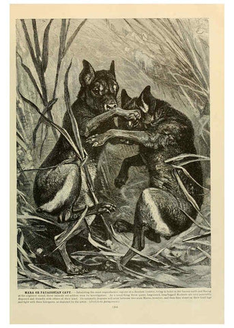 Reproducción/Reproduction 6220690154: Brehm's Life of animals : Volume 1, Mammalia Chicago :Marquis,1895