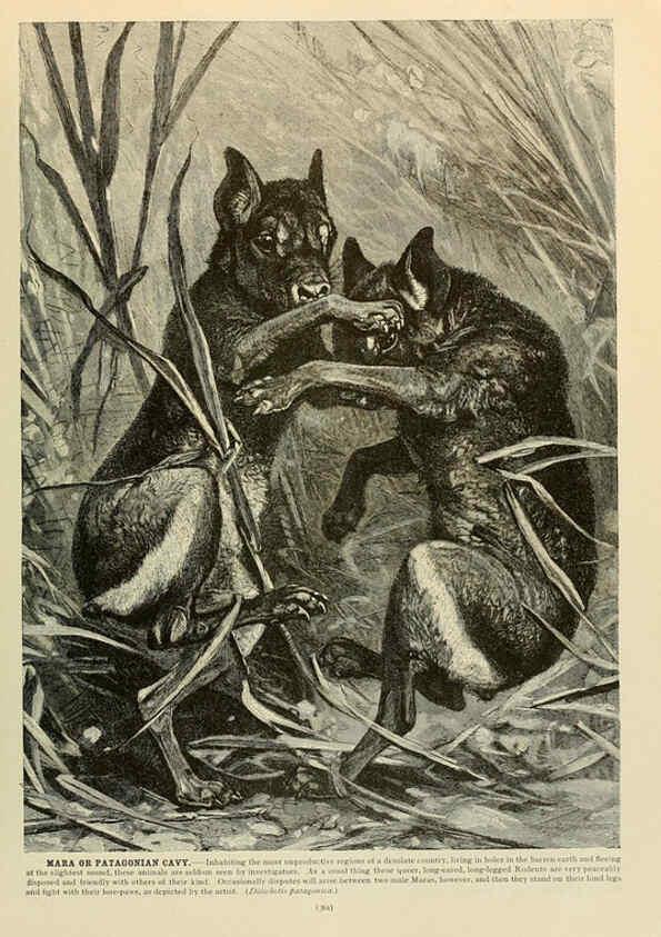Reproducción/Reproduction 6220690154: Brehm's Life of animals : Volume 1, Mammalia Chicago :Marquis,1895