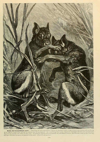 Reproducción/Reproduction 6220690154: Brehm's Life of animals : Volume 1, Mammalia Chicago :Marquis,1895