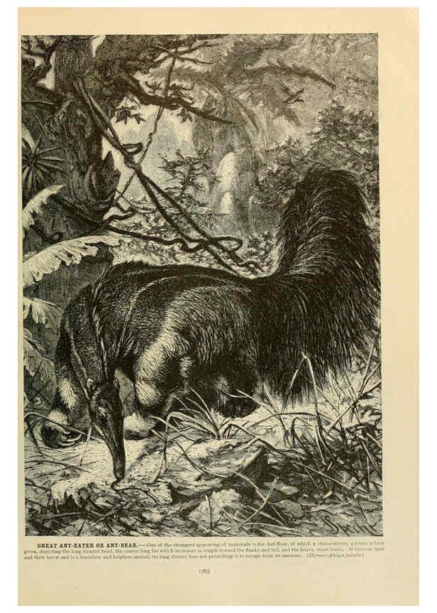 Reproducción/Reproduction 6220690770: Brehm's Life of animals : Volume 1, Mammalia Chicago :Marquis,1895