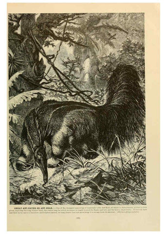 Reproducción/Reproduction 6220690770: Brehm's Life of animals : Volume 1, Mammalia Chicago :Marquis,1895