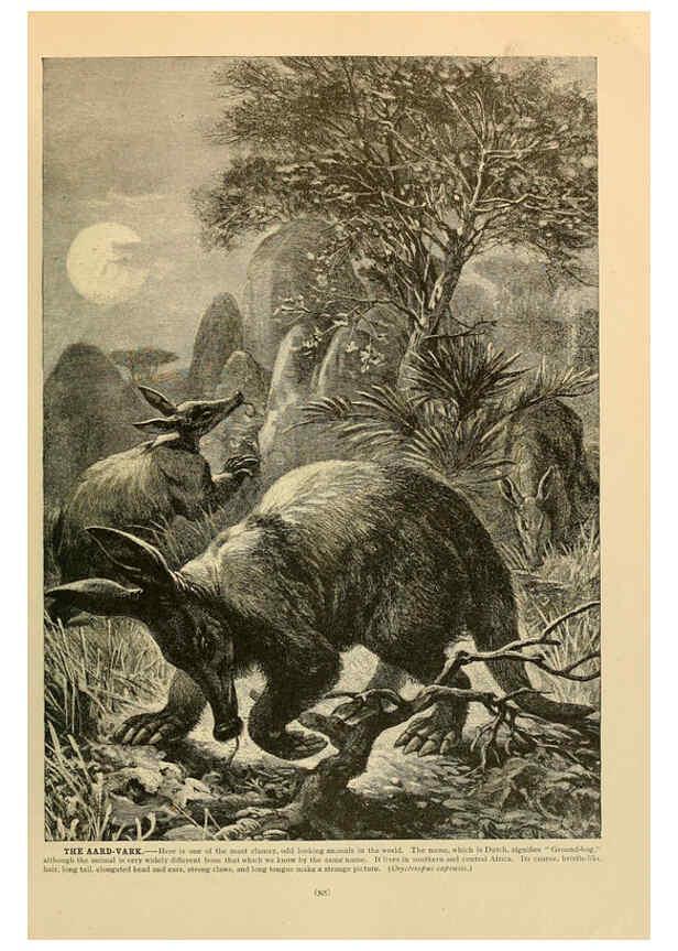 Reproducción/Reproduction 6220691042: Brehm's Life of animals : Volume 1, Mammalia Chicago :Marquis,1895