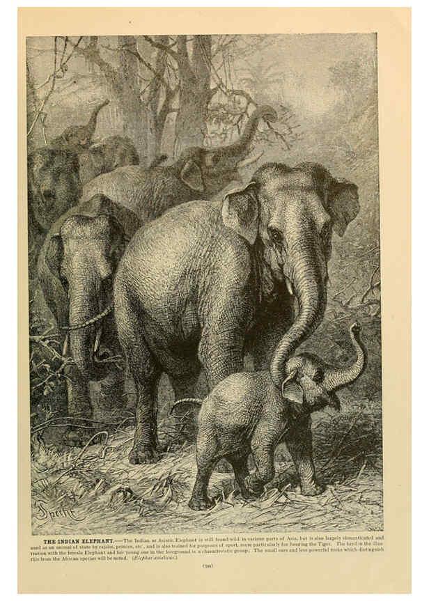 Reproducción/Reproduction 6220691310: Brehm's Life of animals : Volume 1, Mammalia Chicago :Marquis,1895