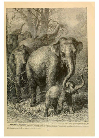 Reproducción/Reproduction 6220691310: Brehm's Life of animals : Volume 1, Mammalia Chicago :Marquis,1895