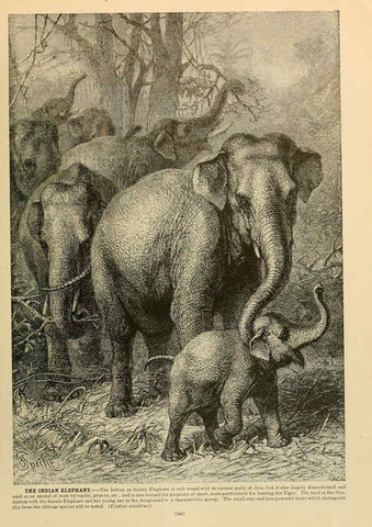 Reproducción/Reproduction 6220691310: Brehm's Life of animals : Volume 1, Mammalia Chicago :Marquis,1895