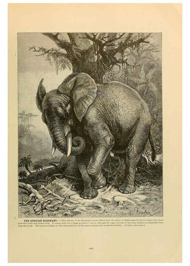 Reproducción/Reproduction 6220691590: Brehm's Life of animals : Volume 1, Mammalia Chicago :Marquis,1895