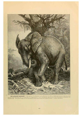 Reproducción/Reproduction 6220691590: Brehm's Life of animals : Volume 1, Mammalia Chicago :Marquis,1895