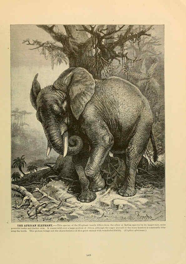 Reproducción/Reproduction 6220691590: Brehm's Life of animals : Volume 1, Mammalia Chicago :Marquis,1895