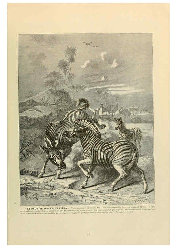 Reproducción/Reproduction 6220691848: Brehm's Life of animals : Volume 1, Mammalia Chicago :Marquis,1895