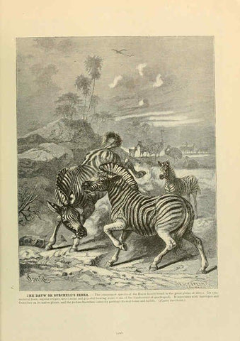 Reproducción/Reproduction 6220691848: Brehm's Life of animals : Volume 1, Mammalia Chicago :Marquis,1895