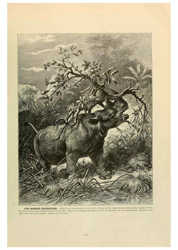 Reproducción/Reproduction 6220171585: Brehm's Life of animals : Volume 1, Mammalia Chicago :Marquis,1895
