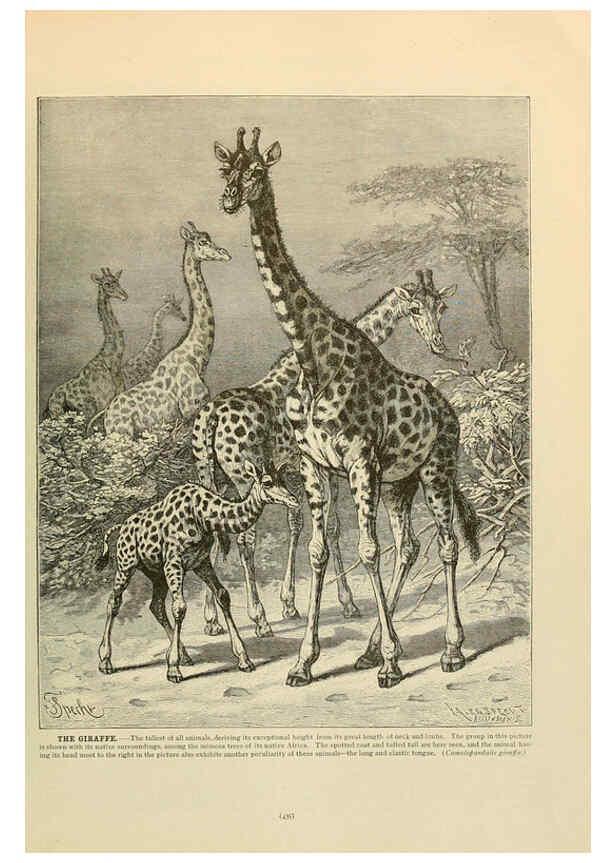 Reproducción/Reproduction 6220171913: Brehm's Life of animals : Volume 1, Mammalia Chicago :Marquis,1895
