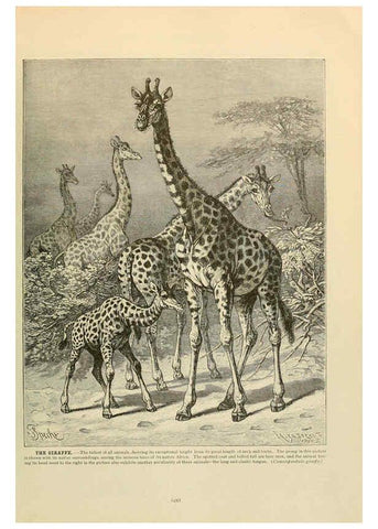 Reproducción/Reproduction 6220171913: Brehm's Life of animals : Volume 1, Mammalia Chicago :Marquis,1895