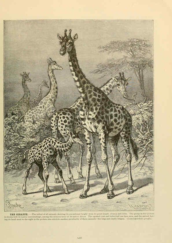 Reproducción/Reproduction 6220171913: Brehm's Life of animals : Volume 1, Mammalia Chicago :Marquis,1895