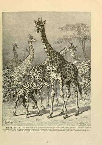Reproducción/Reproduction 6220171913: Brehm's Life of animals : Volume 1, Mammalia Chicago :Marquis,1895