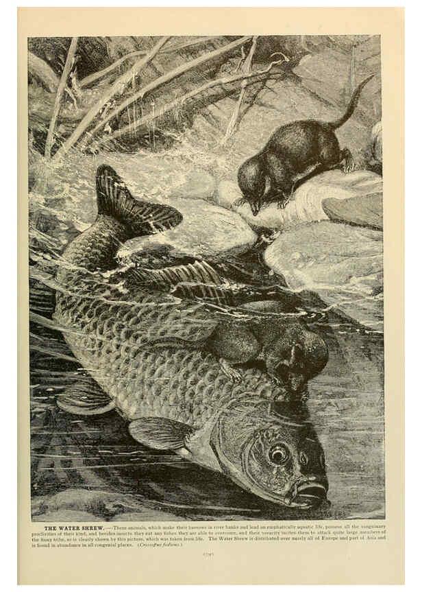 Reproducción/Reproduction 6220167021: Brehm's Life of animals : Volume 1, Mammalia Chicago :Marquis,1895