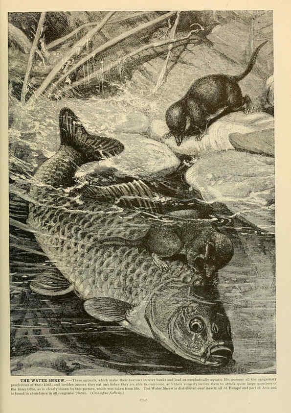 Reproducción/Reproduction 6220167021: Brehm's Life of animals : Volume 1, Mammalia Chicago :Marquis,1895