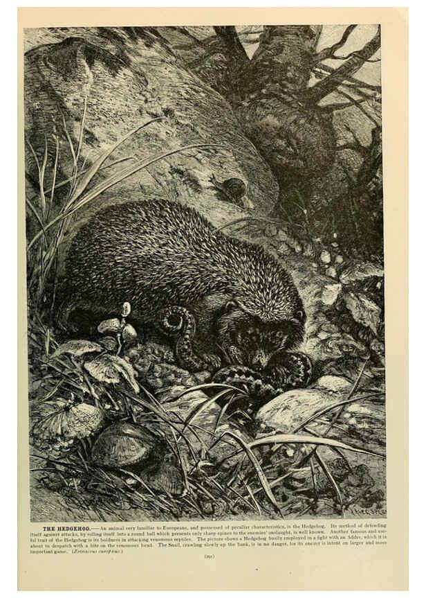 Reproducción/Reproduction 6220687480: Brehm's Life of animals : Volume 1, Mammalia Chicago :Marquis,1895