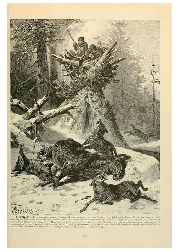 Reproducción/Reproduction 6220161245: Brehm's Life of animals : Volume 1, Mammalia Chicago :Marquis,1895