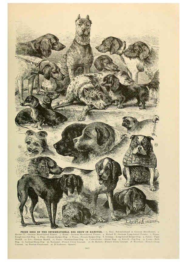 Reproducción/Reproduction 6220161571: Brehm's Life of animals : Volume 1, Mammalia Chicago :Marquis,1895