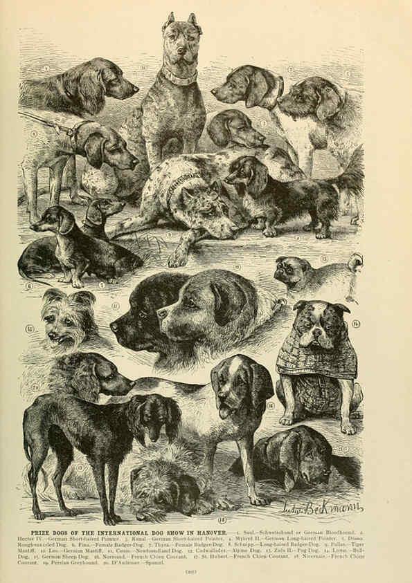 Reproducción/Reproduction 6220161571: Brehm's Life of animals : Volume 1, Mammalia Chicago :Marquis,1895