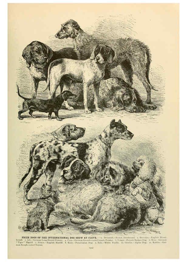 Reproducción/Reproduction 6220682838: Brehm's Life of animals : Volume 1, Mammalia Chicago :Marquis,1895