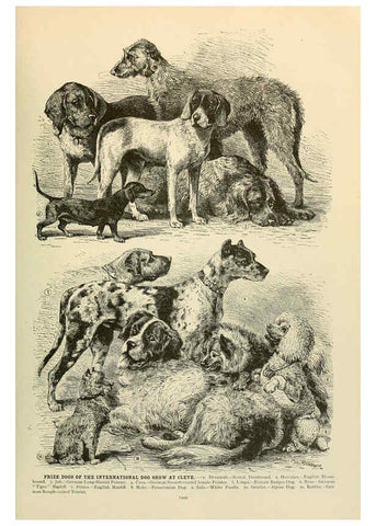 Reproducción/Reproduction 6220682838: Brehm's Life of animals : Volume 1, Mammalia Chicago :Marquis,1895