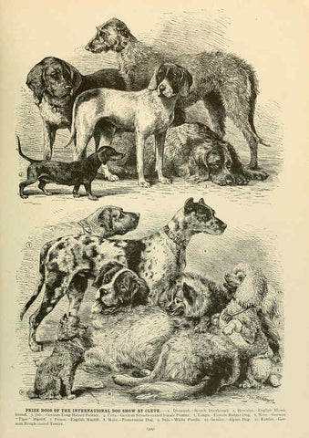 Reproducción/Reproduction 6220682838: Brehm's Life of animals : Volume 1, Mammalia Chicago :Marquis,1895