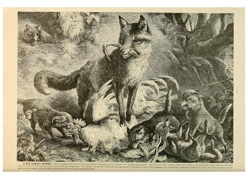 Reproducción/Reproduction 6220162149: Brehm's Life of animals : Volume 1, Mammalia Chicago :Marquis,1895