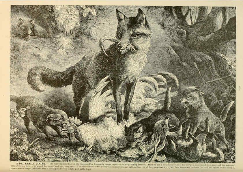 Reproducción/Reproduction 6220162149: Brehm's Life of animals : Volume 1, Mammalia Chicago :Marquis,1895