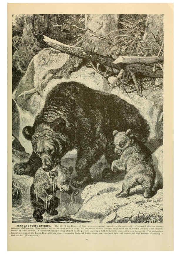 Reproducción/Reproduction 6220162667: Brehm's Life of animals : Volume 1, Mammalia Chicago :Marquis,1895