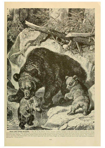 Reproducción/Reproduction 6220162667: Brehm's Life of animals : Volume 1, Mammalia Chicago :Marquis,1895