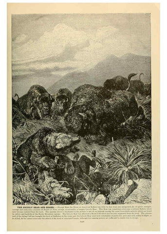 Reproducción/Reproduction 6220684120: Brehm's Life of animals : Volume 1, Mammalia Chicago :Marquis,1895